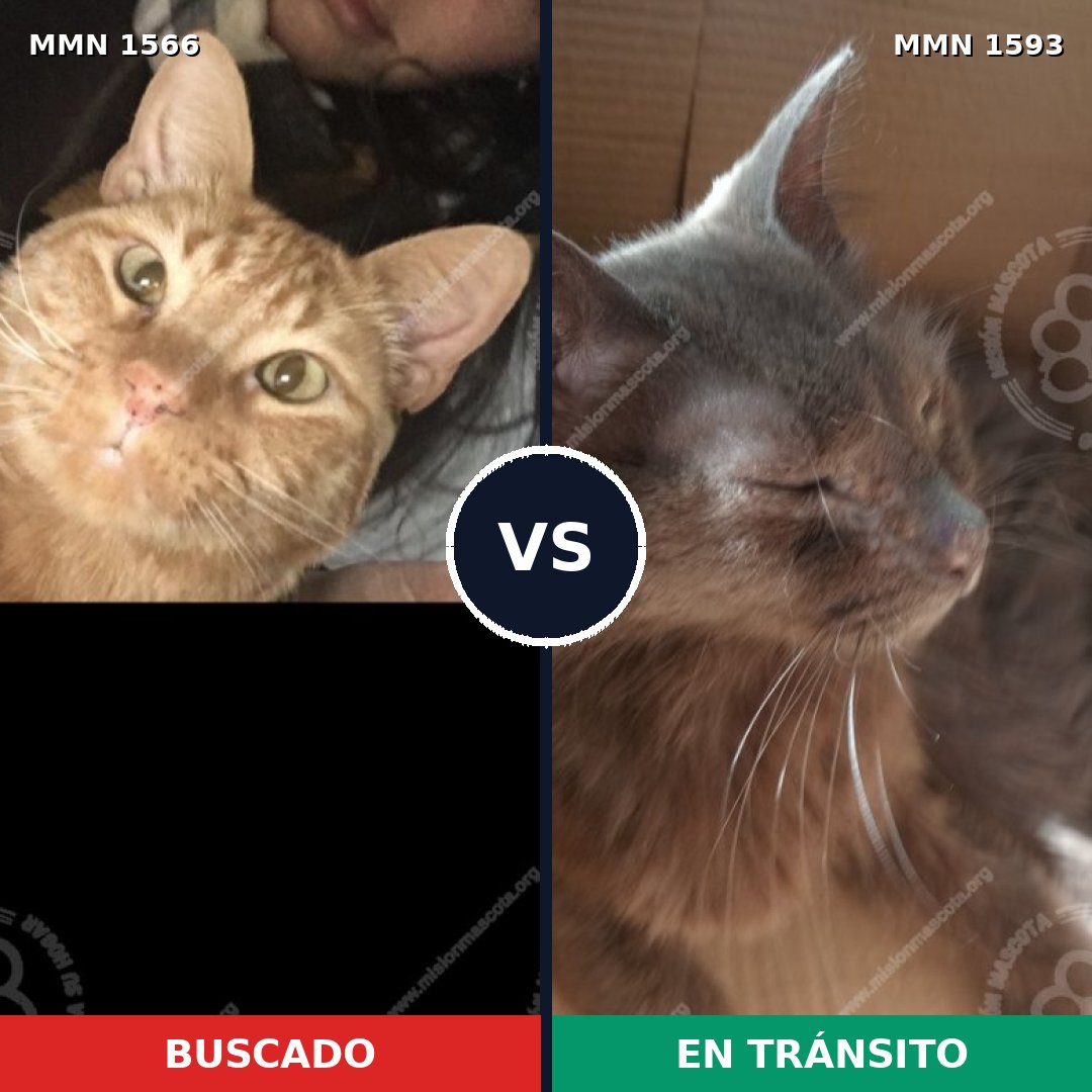 Comparativa MMS 32482: mascota perdida y mascota encontrada, 40% de similitud