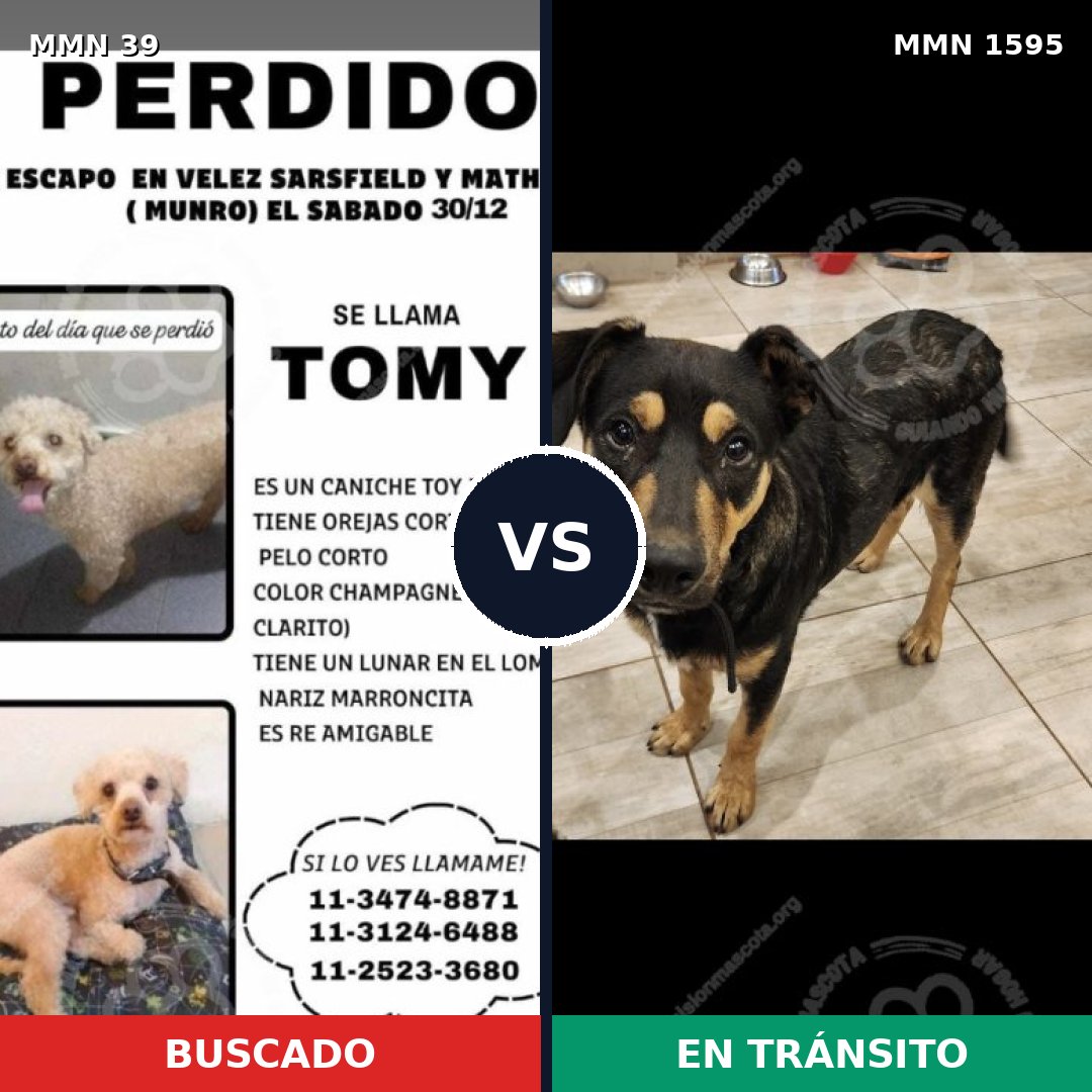 Comparativa MMS 32484: mascota perdida y mascota encontrada, 22% de similitud