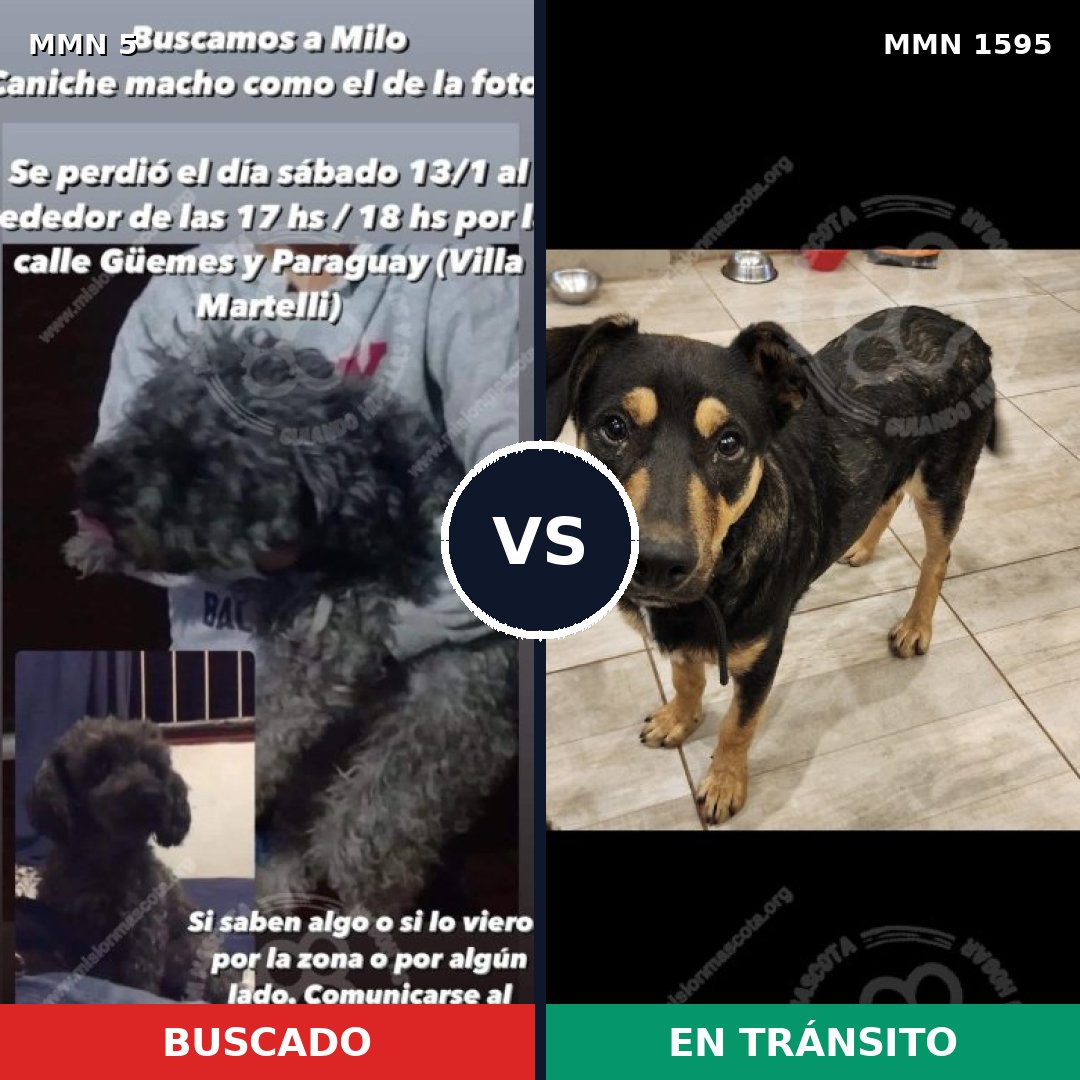 Comparativa MMS 32487: mascota perdida y mascota encontrada, 48% de similitud