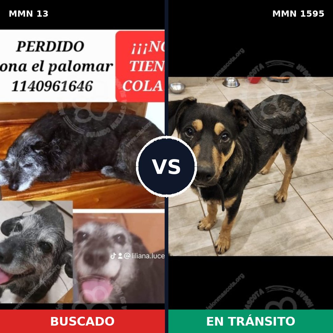Comparativa MMS 32490: mascota perdida y mascota encontrada, 70% de similitud
