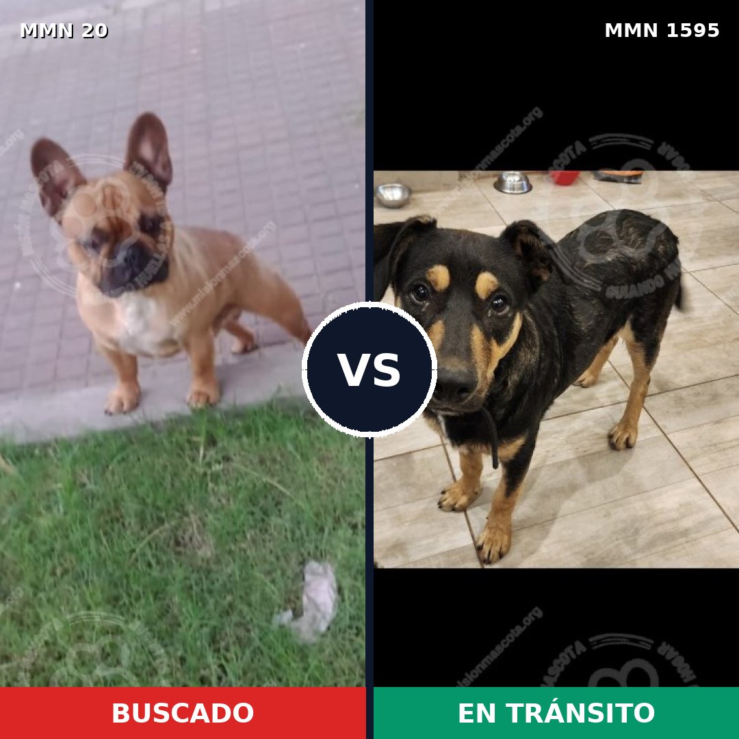 Comparativa MMS 32492: mascota perdida y mascota encontrada, 33% de similitud