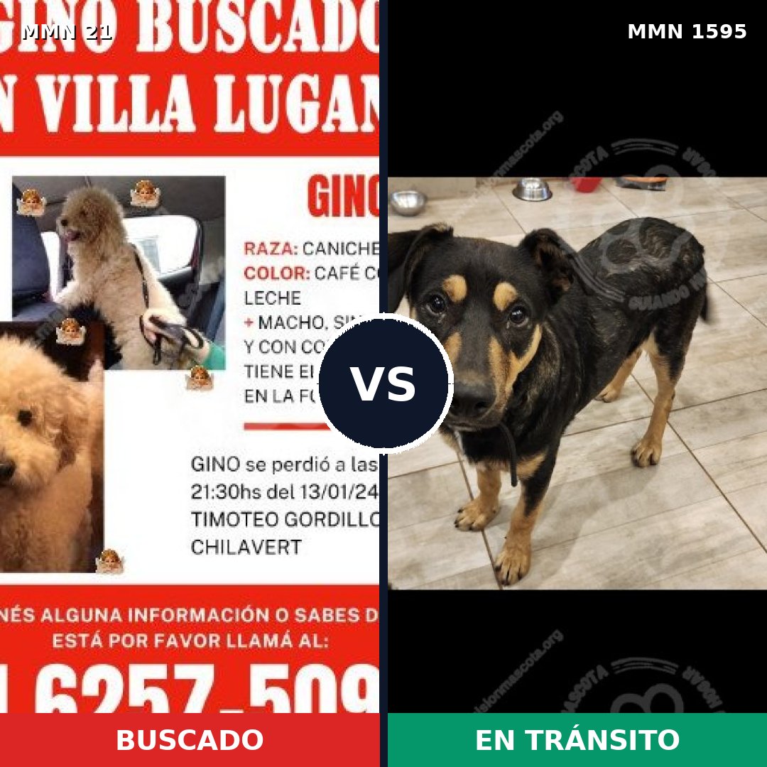 Comparativa MMS 32493: mascota perdida y mascota encontrada, 35% de similitud