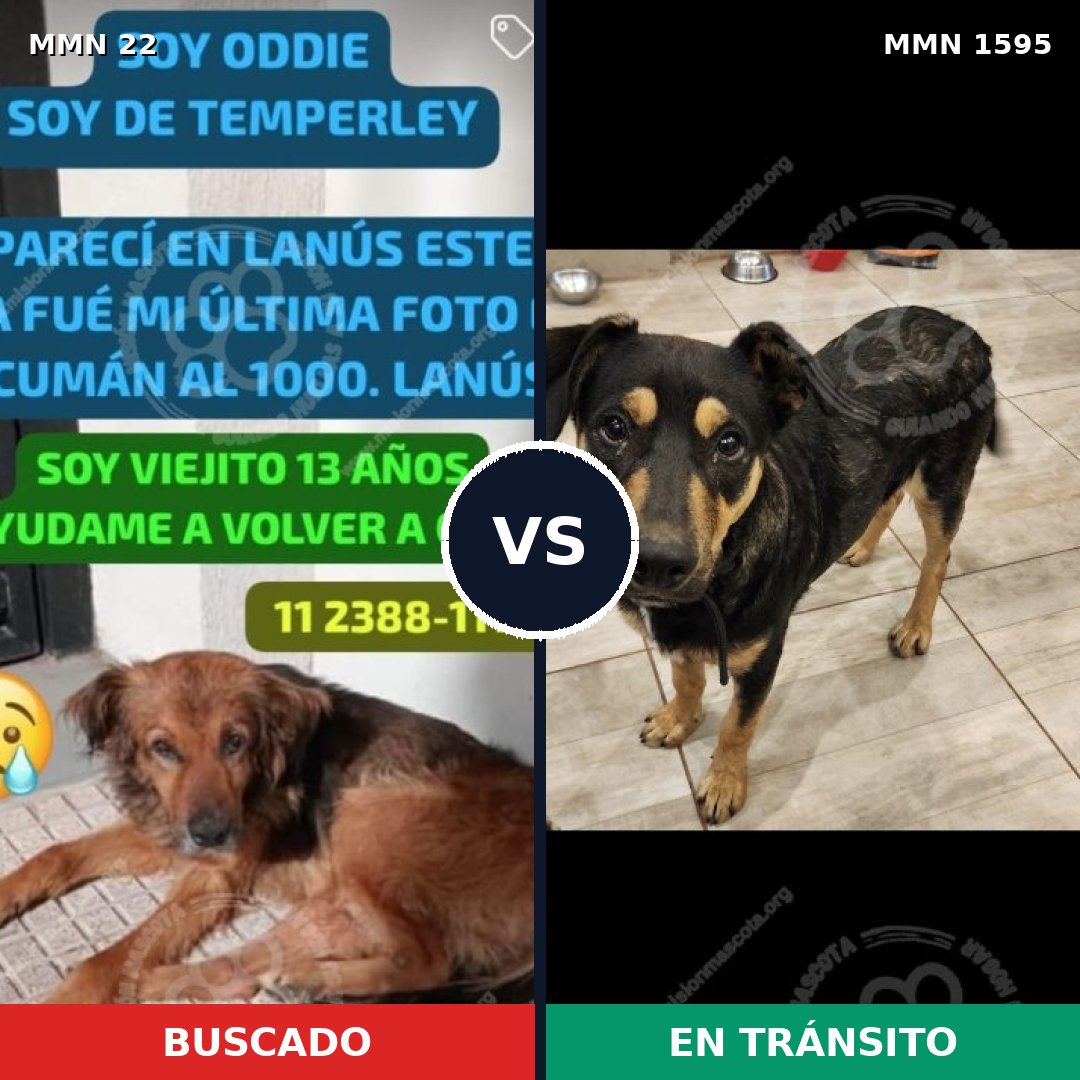 Comparativa MMS 32494: mascota perdida y mascota encontrada, 63% de similitud