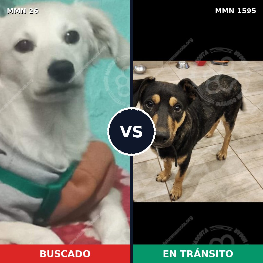Comparativa MMS 32495: mascota perdida y mascota encontrada, 56% de similitud