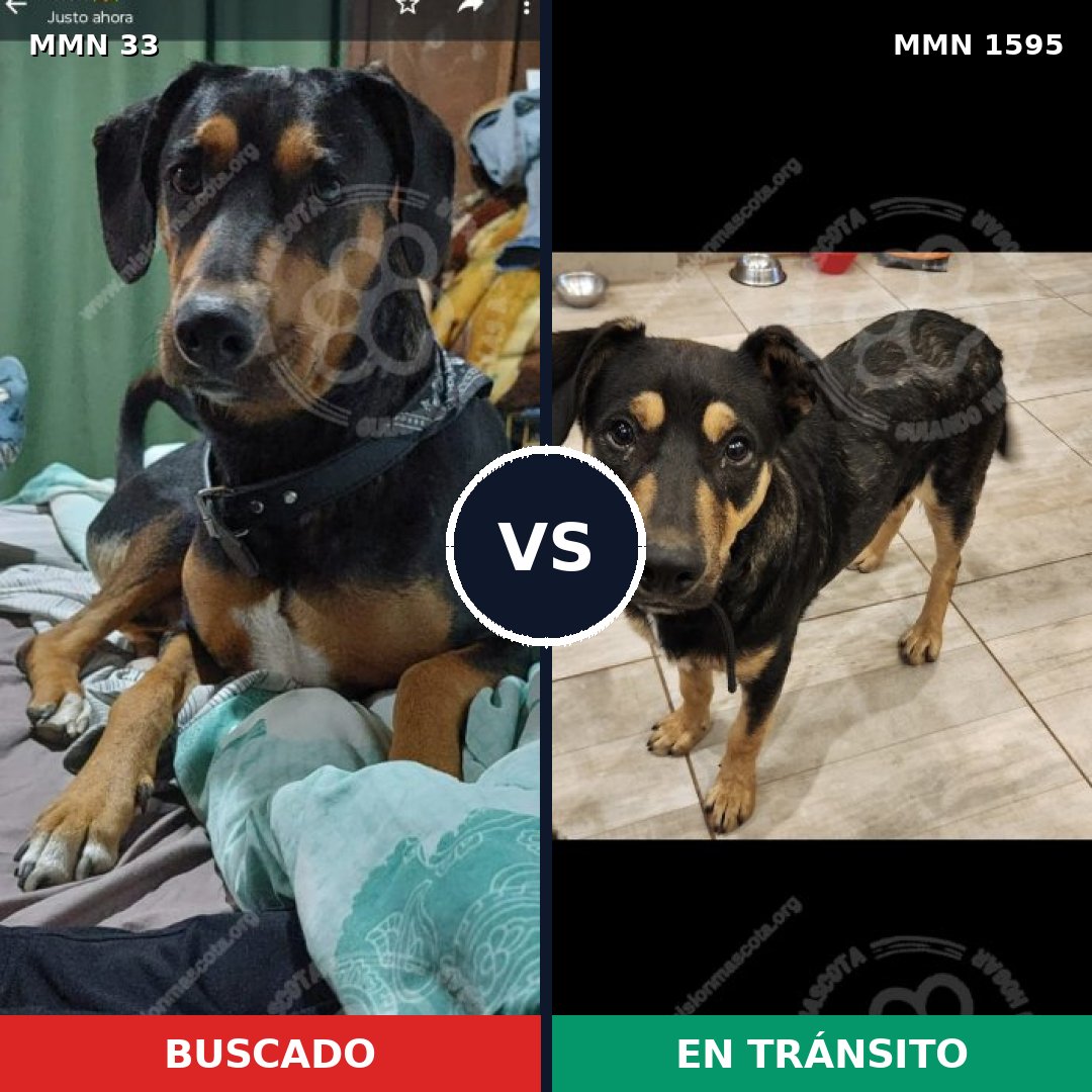 Comparativa MMS 32496: mascota perdida y mascota encontrada, 68% de similitud