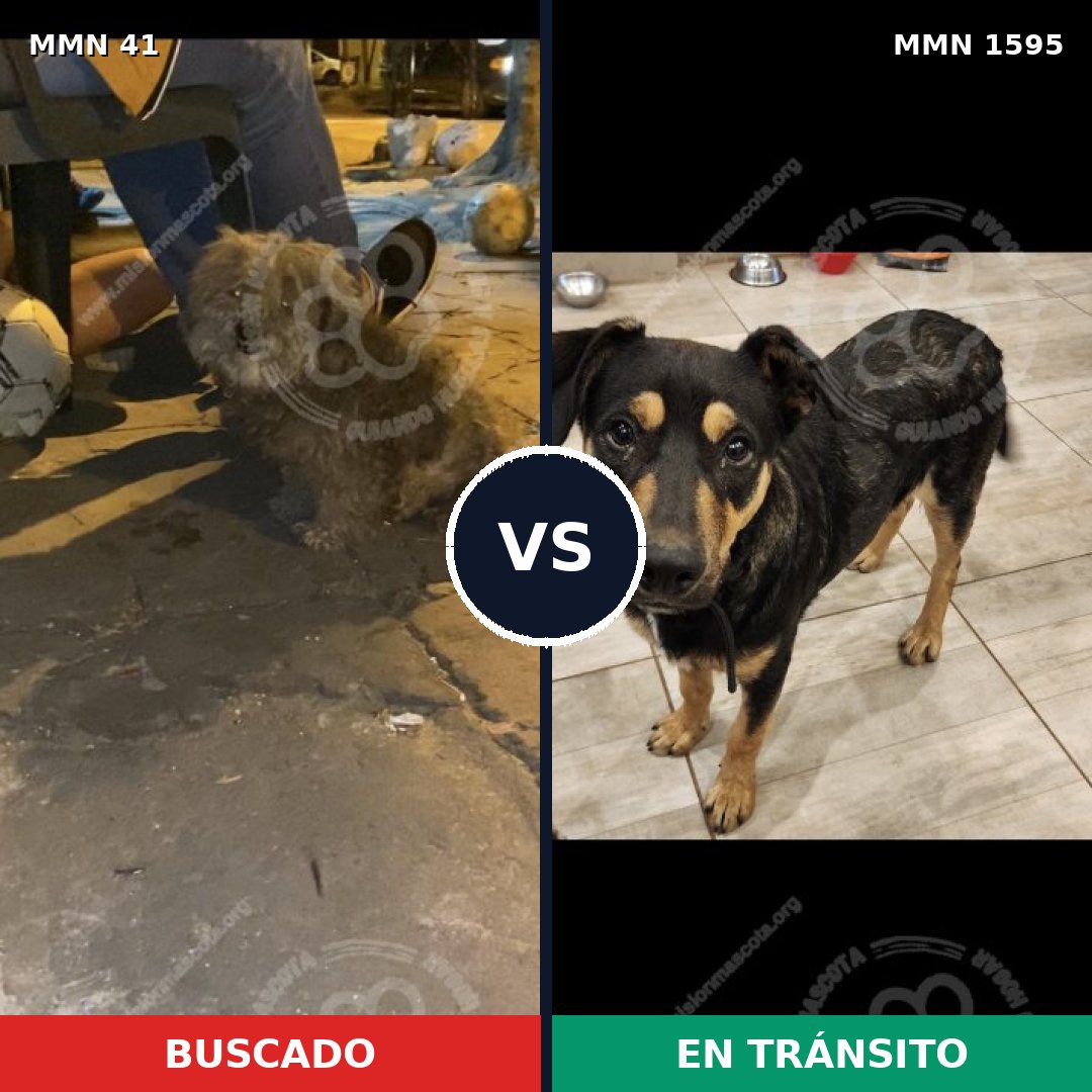 Comparativa MMS 32497: mascota perdida y mascota encontrada, 51% de similitud