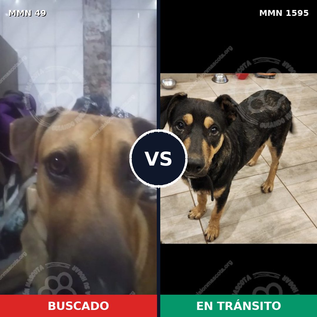 Comparativa MMS 32498: mascota perdida y mascota encontrada, 59% de similitud