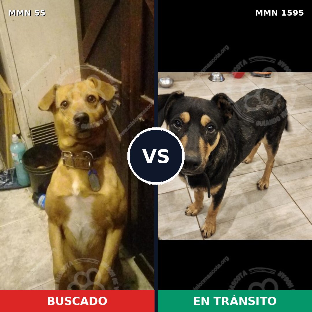 Comparativa MMS 32499: mascota perdida y mascota encontrada, 61% de similitud