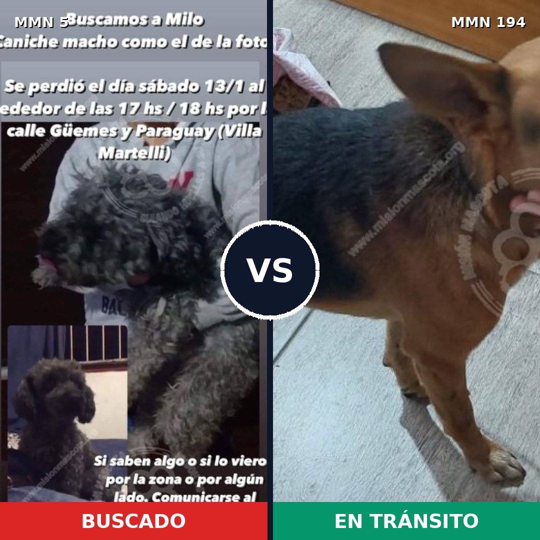 Comparativa MMS 325: mascota perdida y mascota encontrada, 32% de similitud