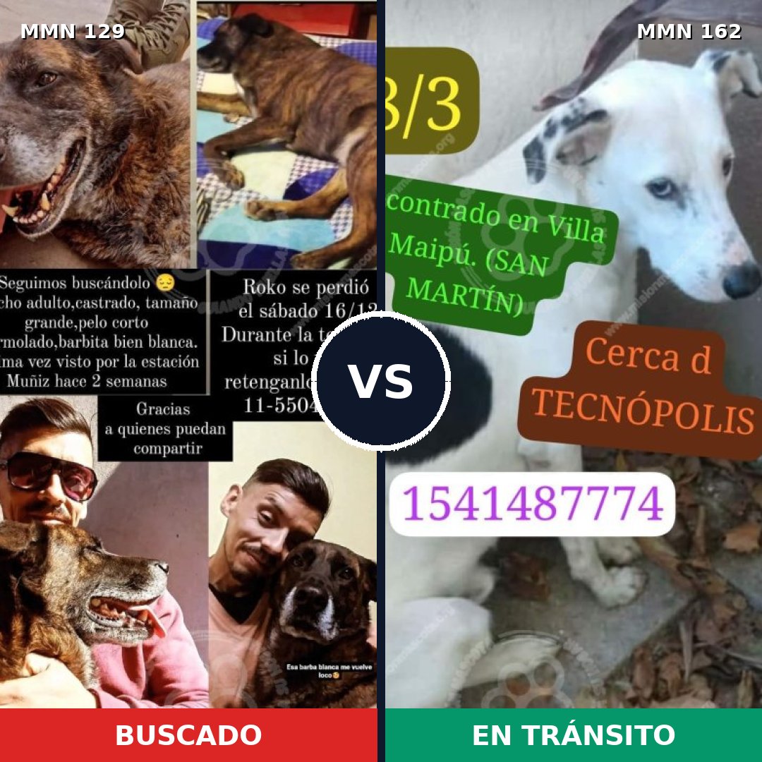 Comparativa MMS 3250: mascota perdida y mascota encontrada, 10% de similitud
