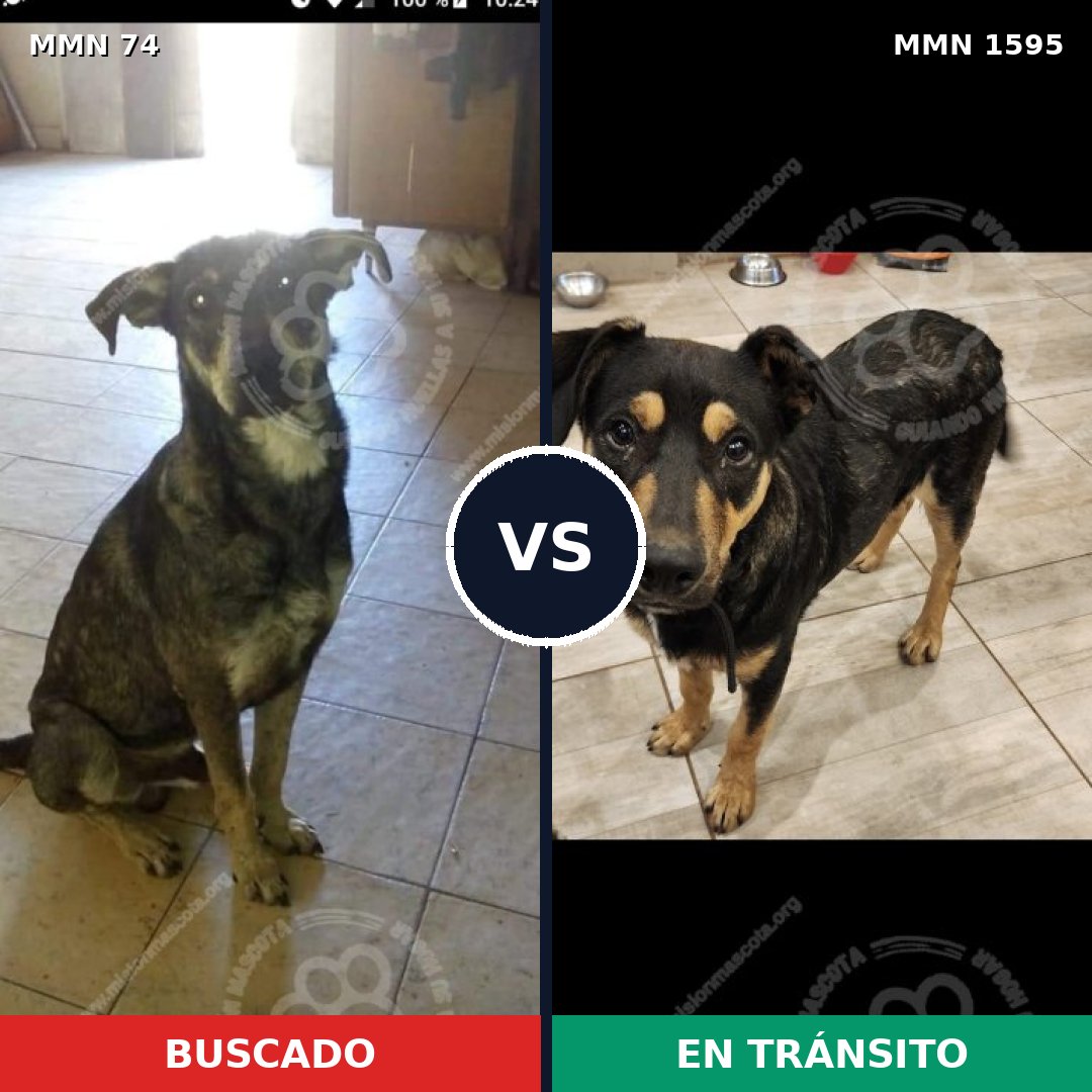 Comparativa MMS 32501: mascota perdida y mascota encontrada, 60% de similitud
