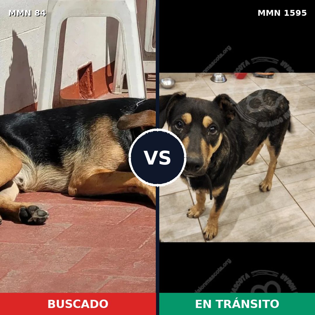 Comparativa MMS 32502: mascota perdida y mascota encontrada, 66% de similitud