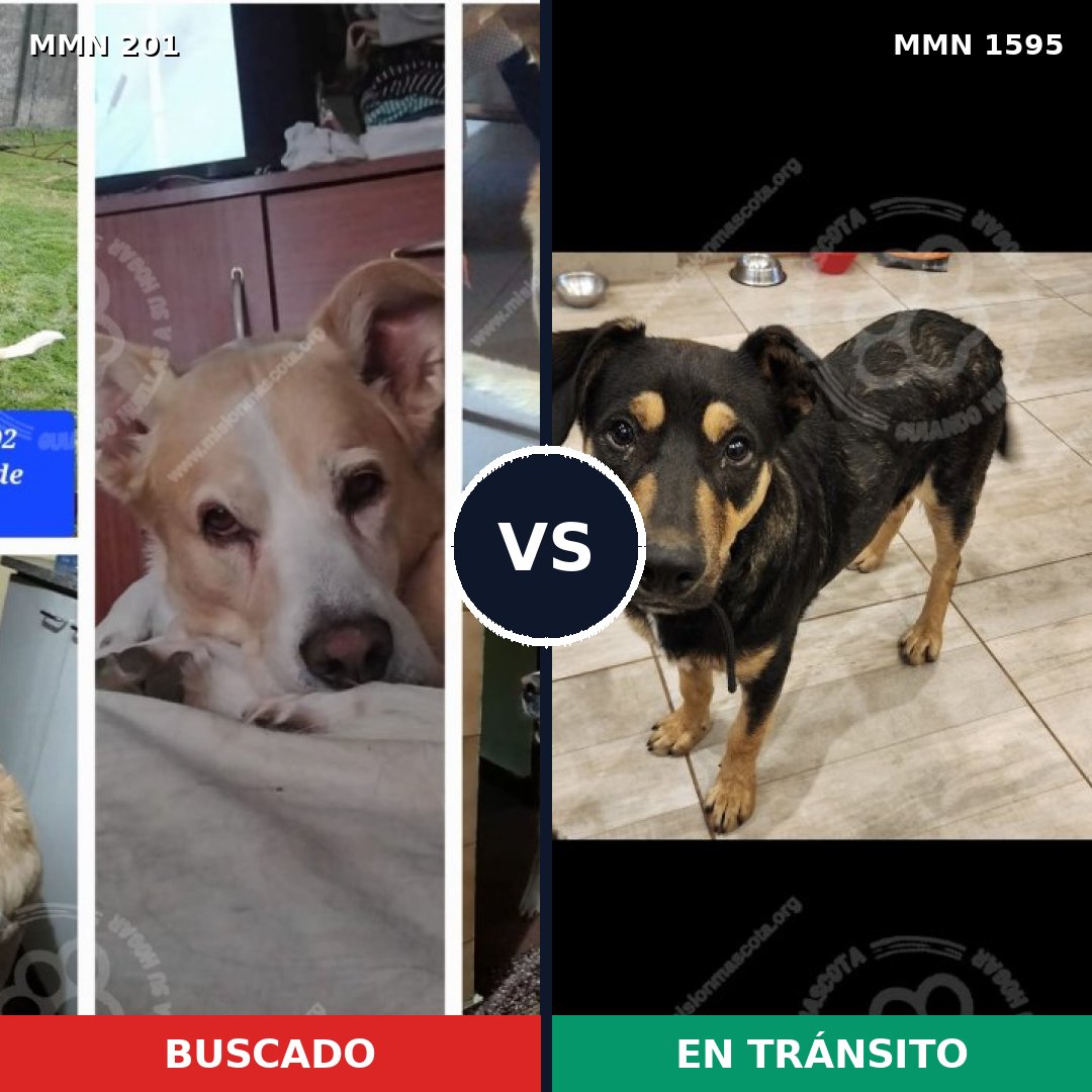 Comparativa MMS 32505: mascota perdida y mascota encontrada, 62% de similitud