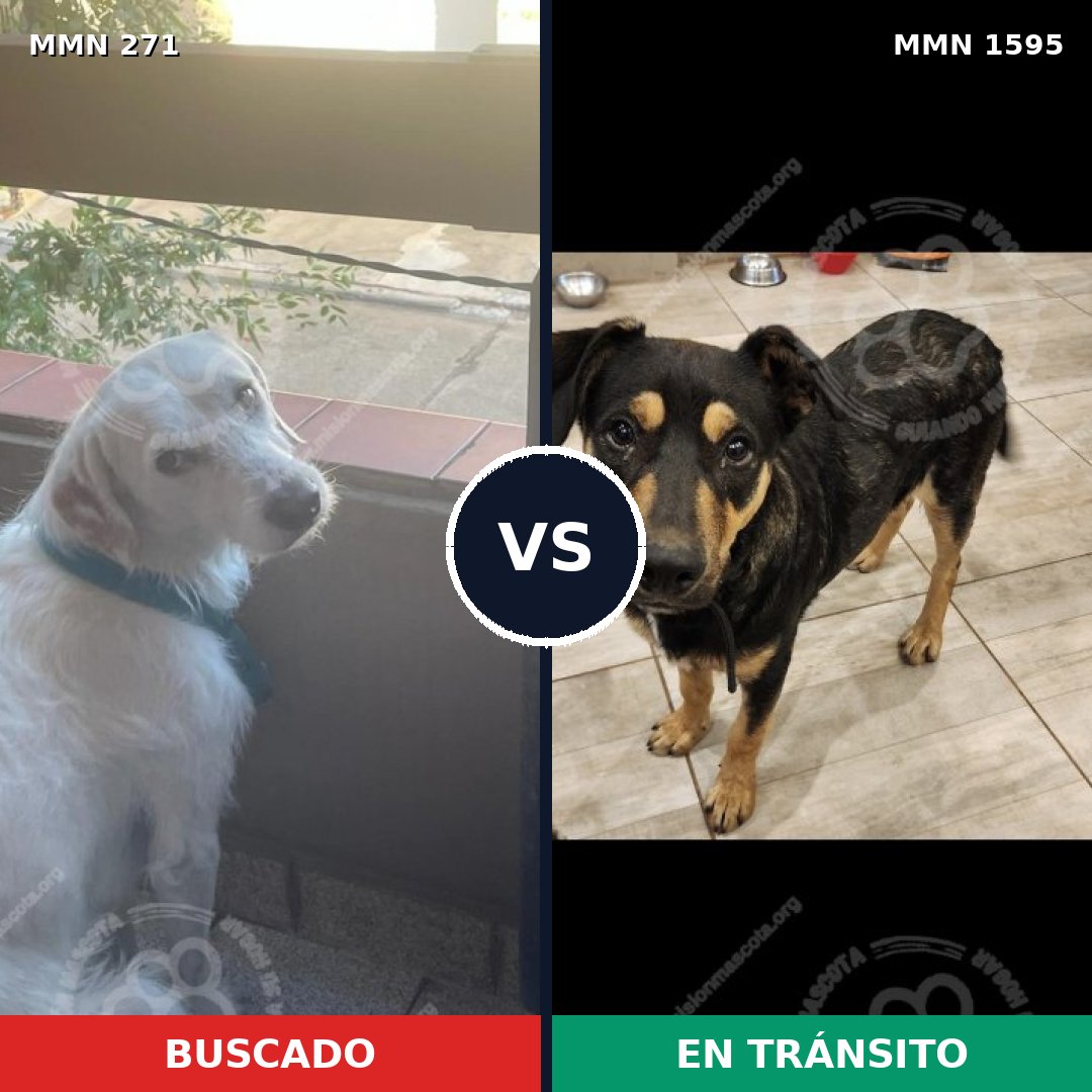 Comparativa MMS 32507: mascota perdida y mascota encontrada, 62% de similitud