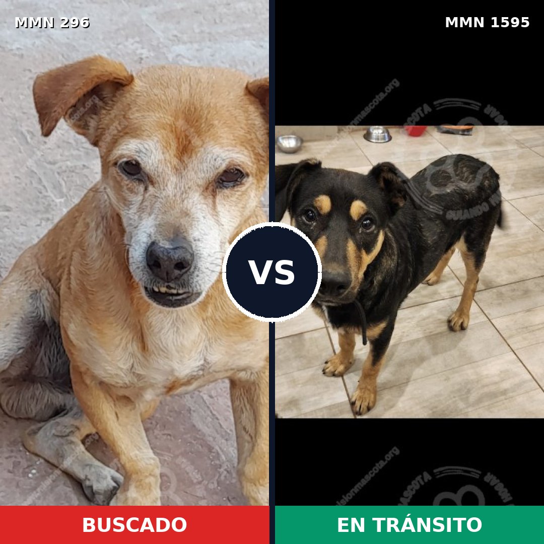 Comparativa MMS 32508: mascota perdida y mascota encontrada, 61% de similitud