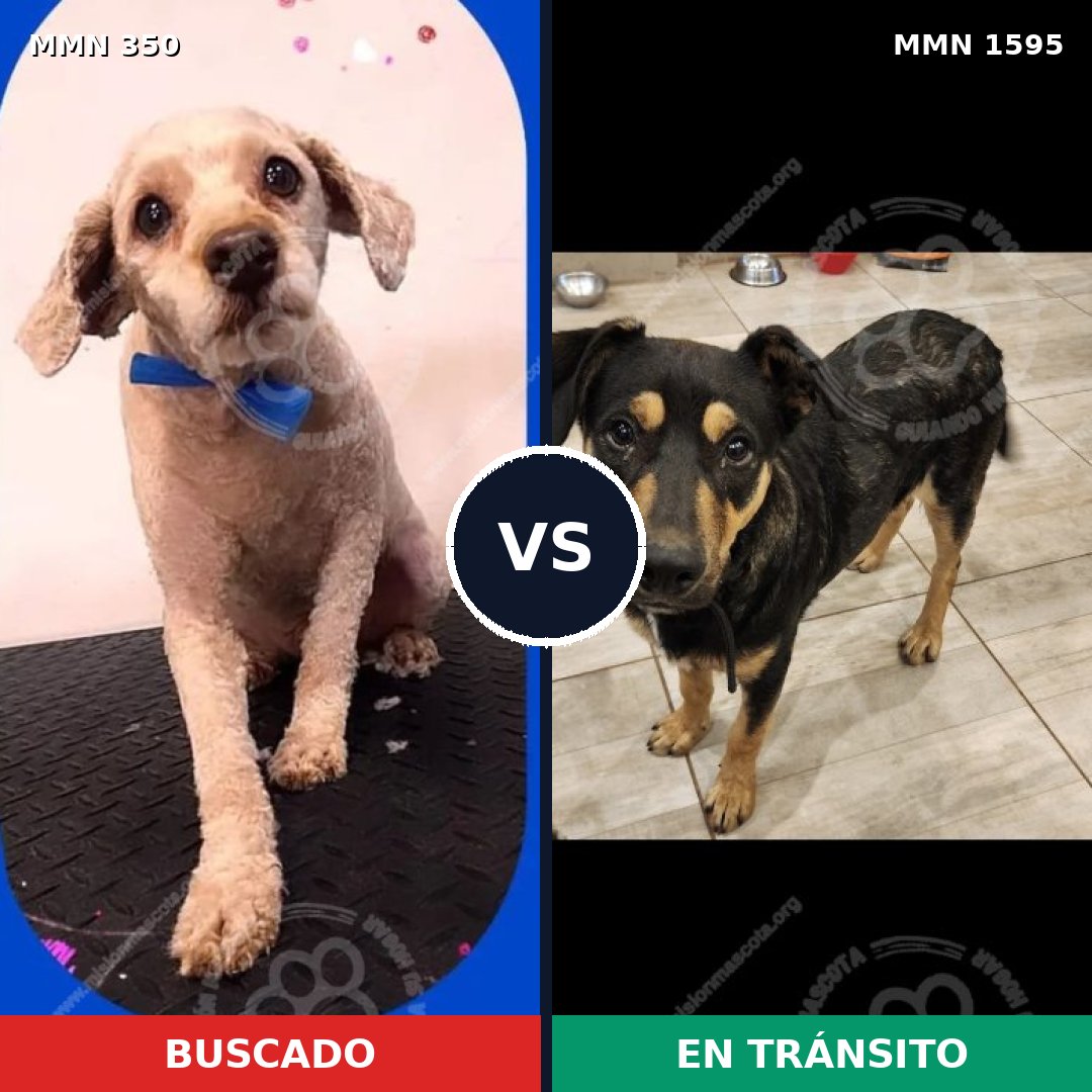 Comparativa MMS 32509: mascota perdida y mascota encontrada, 44% de similitud