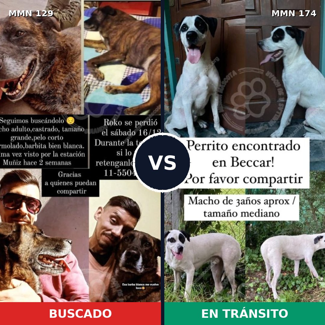 Comparativa MMS 3251: mascota perdida y mascota encontrada, 10% de similitud