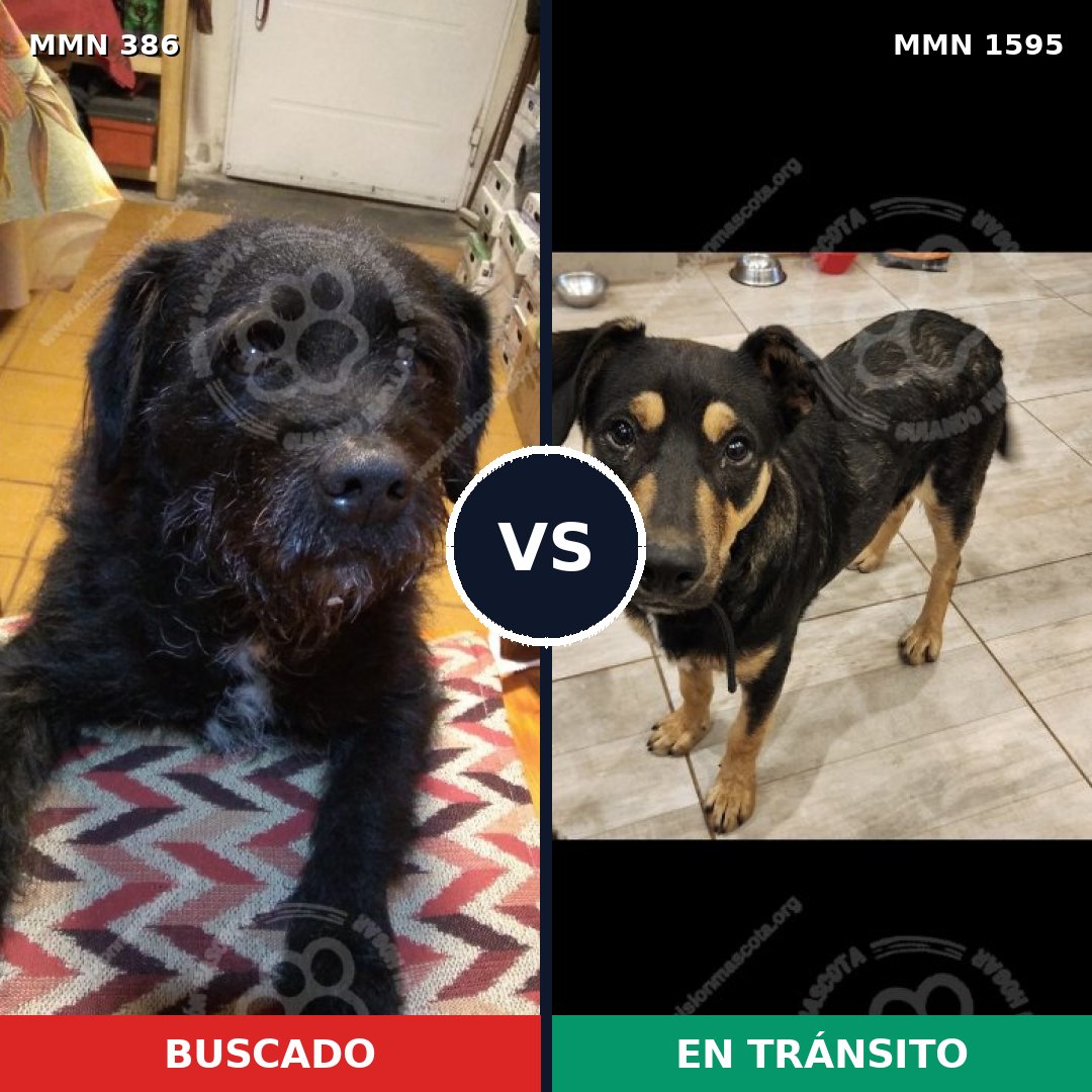 Comparativa MMS 32510: mascota perdida y mascota encontrada, 74% de similitud