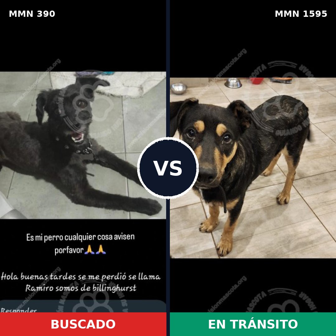 Comparativa MMS 32511: mascota perdida y mascota encontrada, 62% de similitud