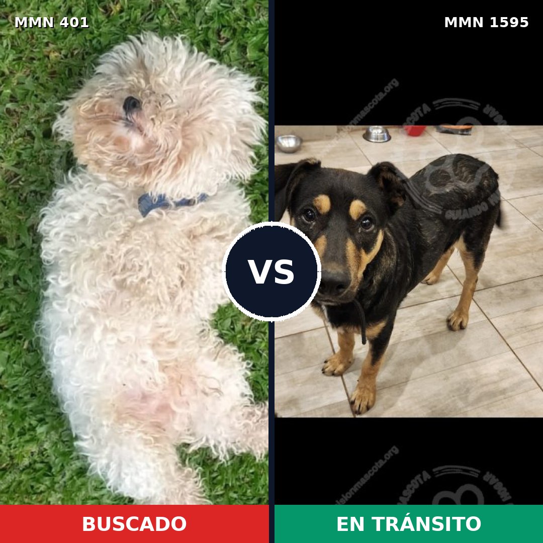 Comparativa MMS 32512: mascota perdida y mascota encontrada, 24% de similitud