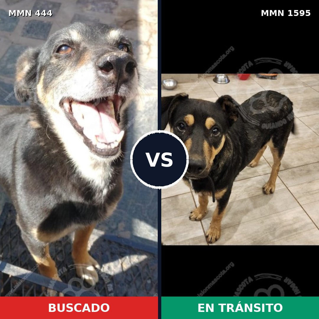 Comparativa MMS 32516: mascota perdida y mascota encontrada, 59% de similitud