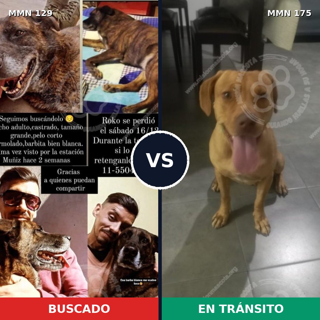 Comparativa MMS 3252: mascota perdida y mascota encontrada, 22% de similitud