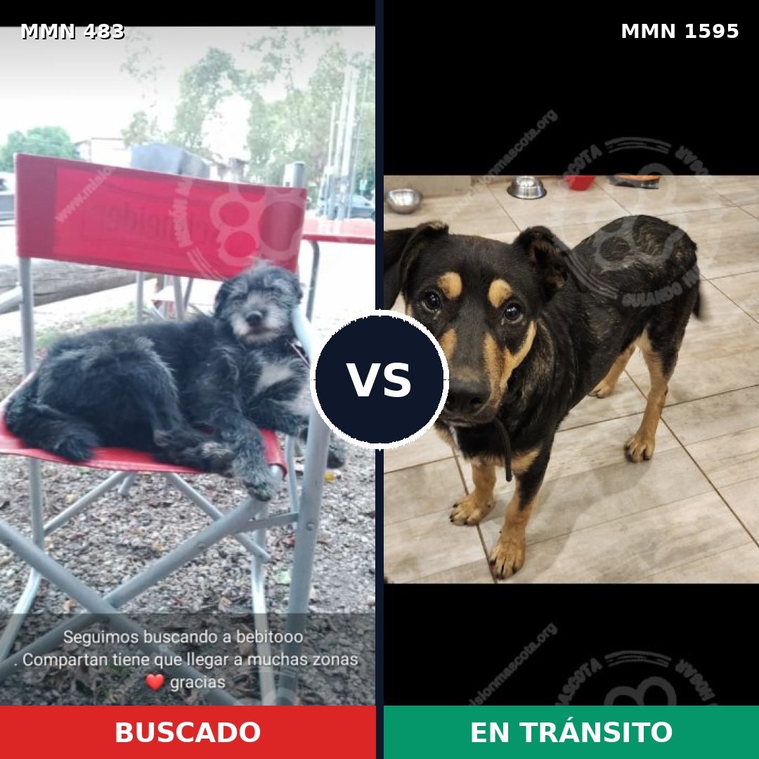 Comparativa MMS 32521: mascota perdida y mascota encontrada, 75% de similitud