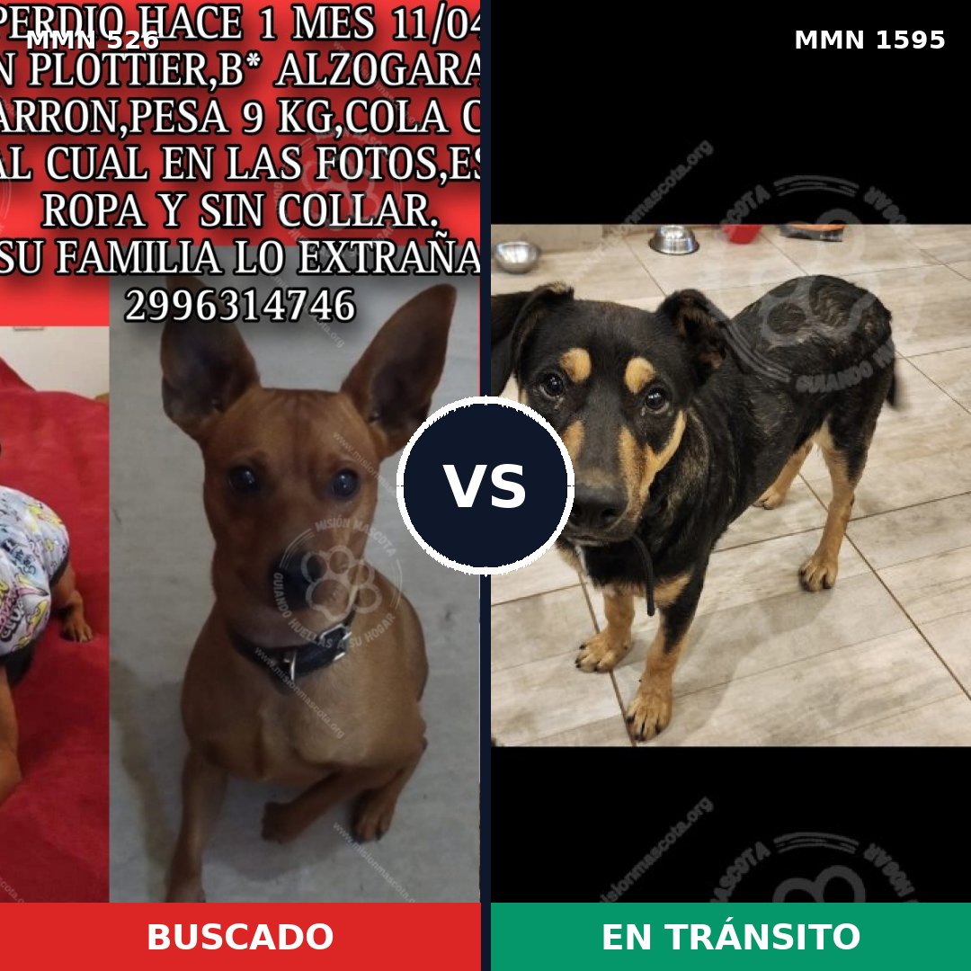 Comparativa MMS 32524: mascota perdida y mascota encontrada, 37% de similitud