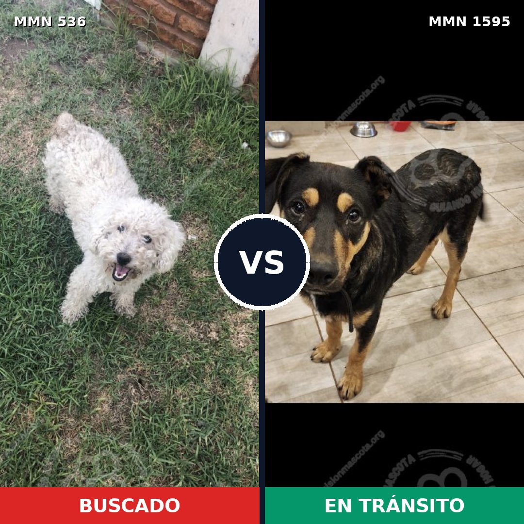 Comparativa MMS 32526: mascota perdida y mascota encontrada, 35% de similitud