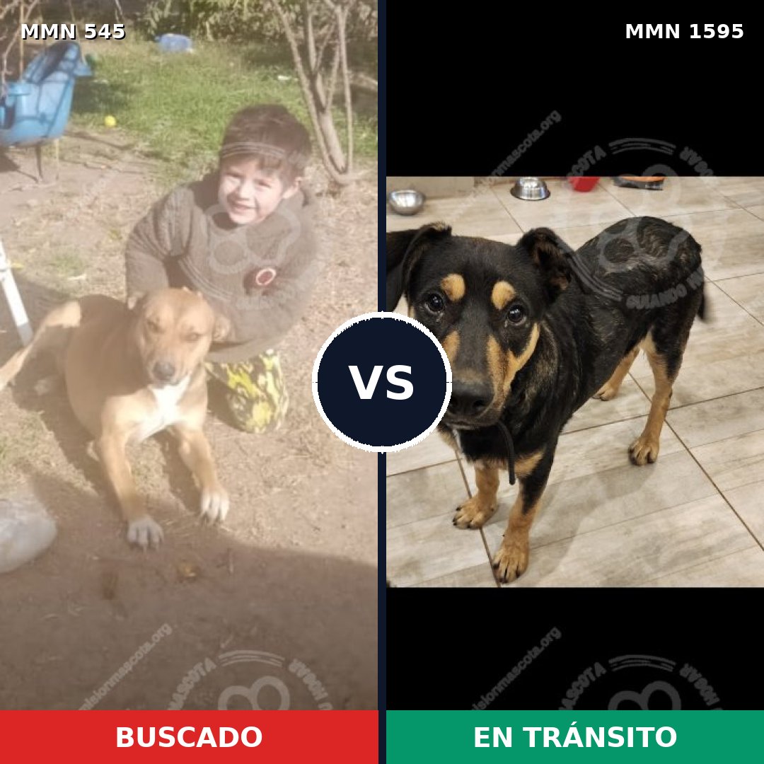 Comparativa MMS 32527: mascota perdida y mascota encontrada, 50% de similitud