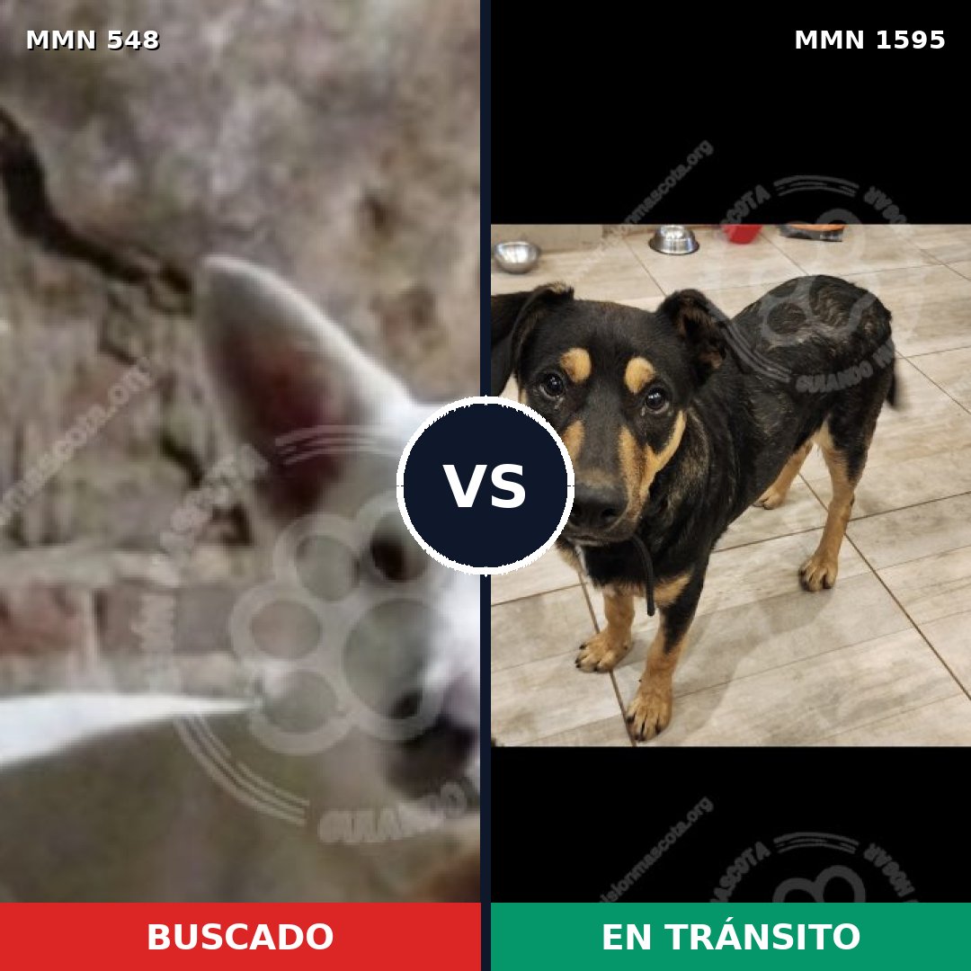 Comparativa MMS 32528: mascota perdida y mascota encontrada, 58% de similitud