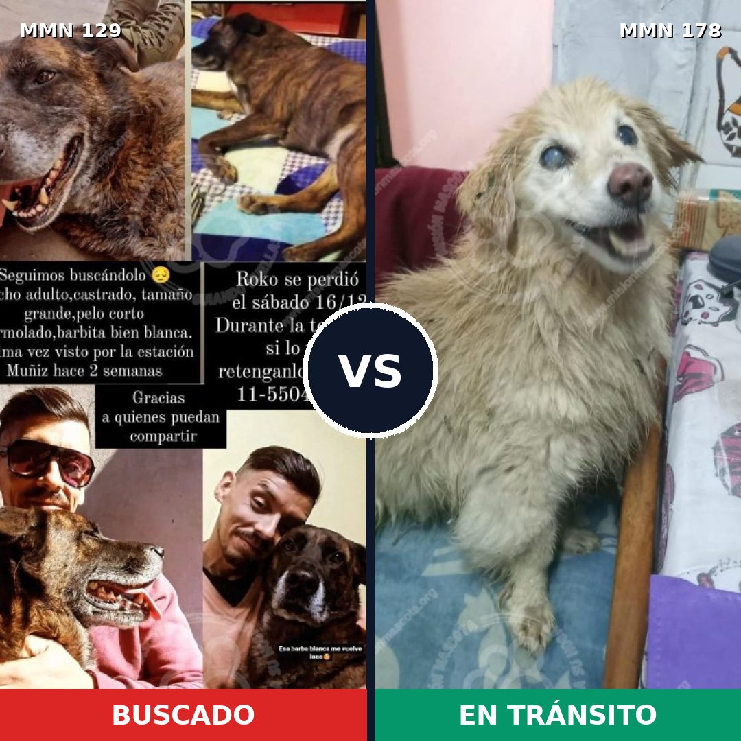Comparativa MMS 3253: mascota perdida y mascota encontrada, 6% de similitud