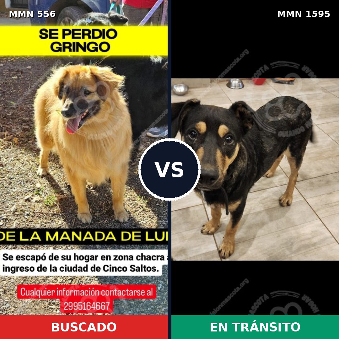 Comparativa MMS 32530: mascota perdida y mascota encontrada, 58% de similitud