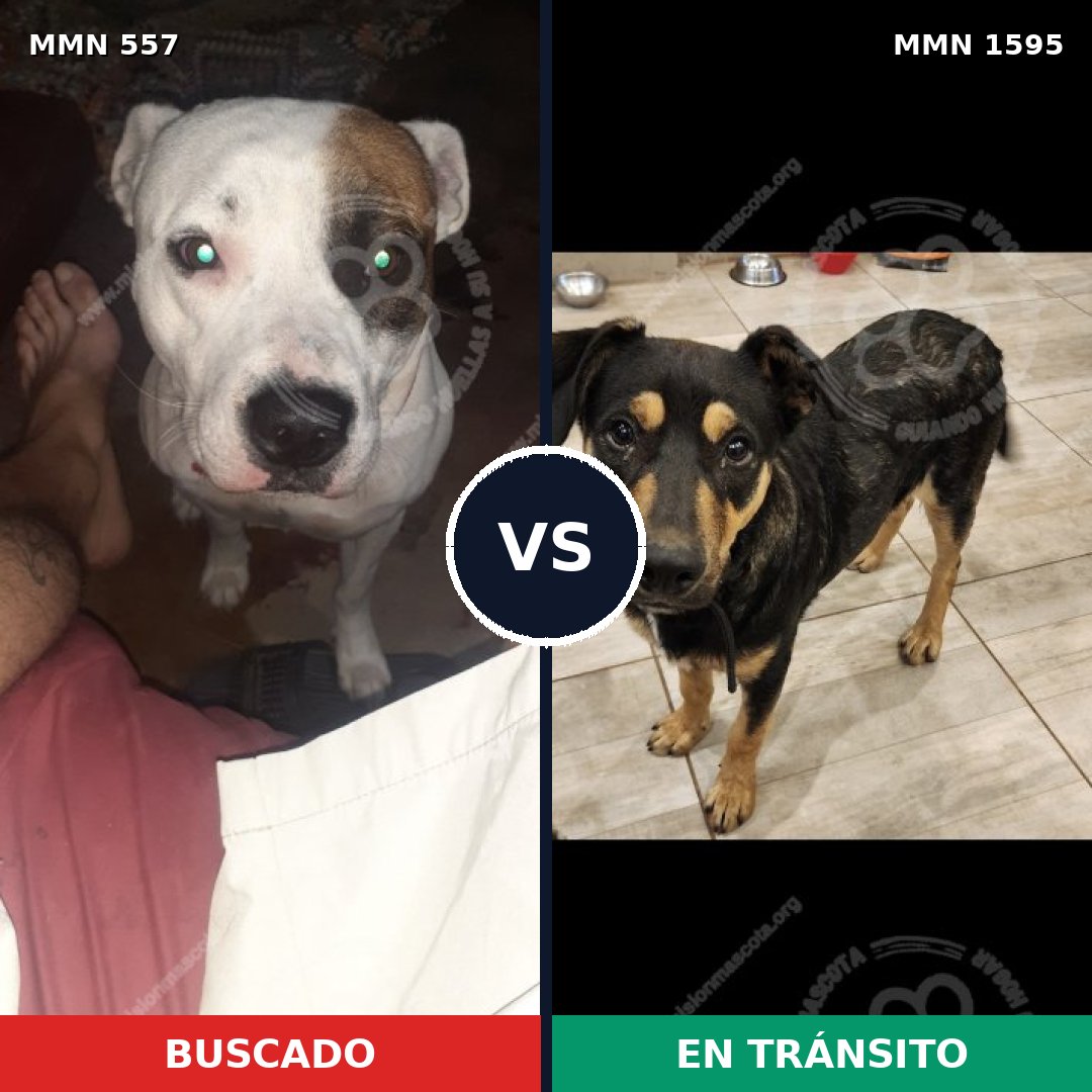 Comparativa MMS 32531: mascota perdida y mascota encontrada, 55% de similitud