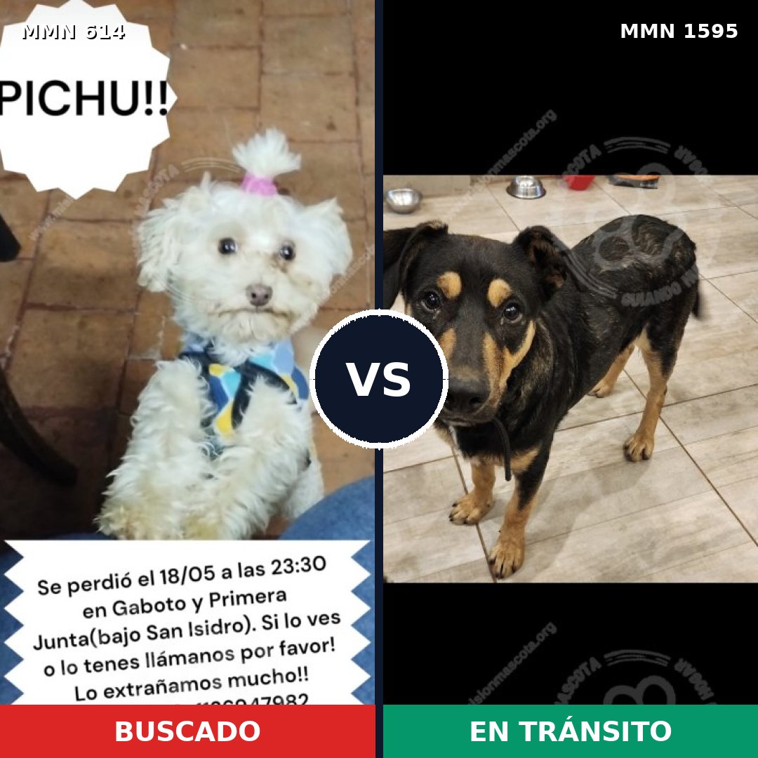 Comparativa MMS 32537: mascota perdida y mascota encontrada, 27% de similitud