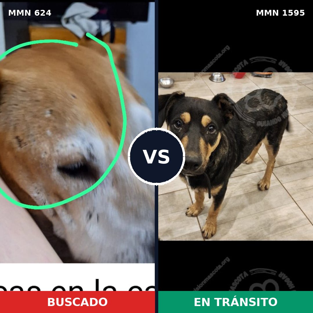 Comparativa MMS 32538: mascota perdida y mascota encontrada, 34% de similitud