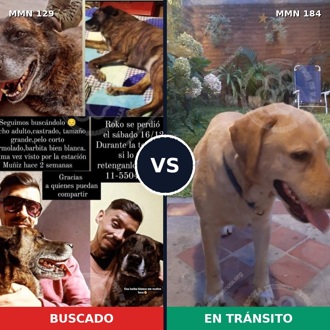 Comparativa MMS 3254: mascota perdida y mascota encontrada, 51% de similitud