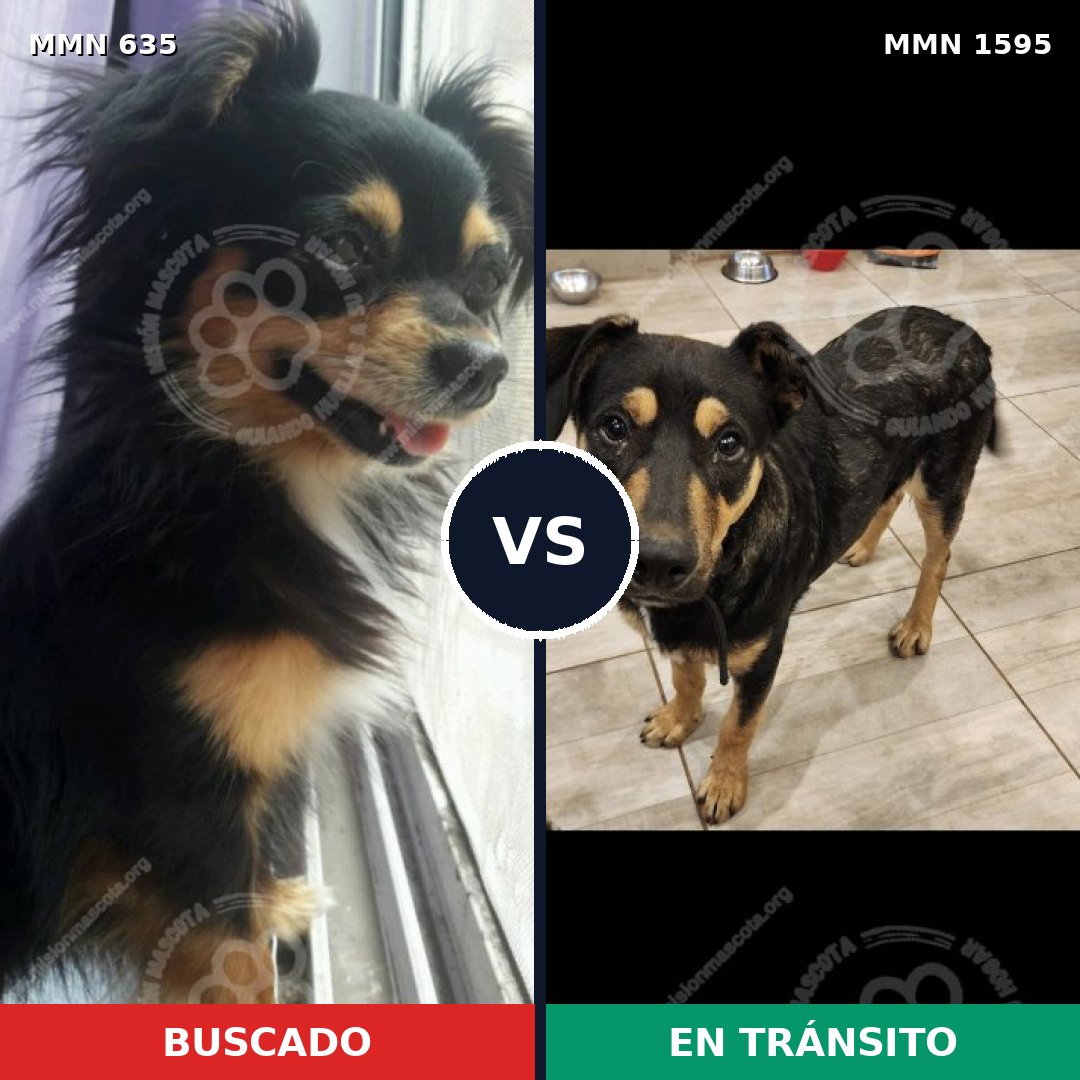Comparativa MMS 32540: mascota perdida y mascota encontrada, 37% de similitud
