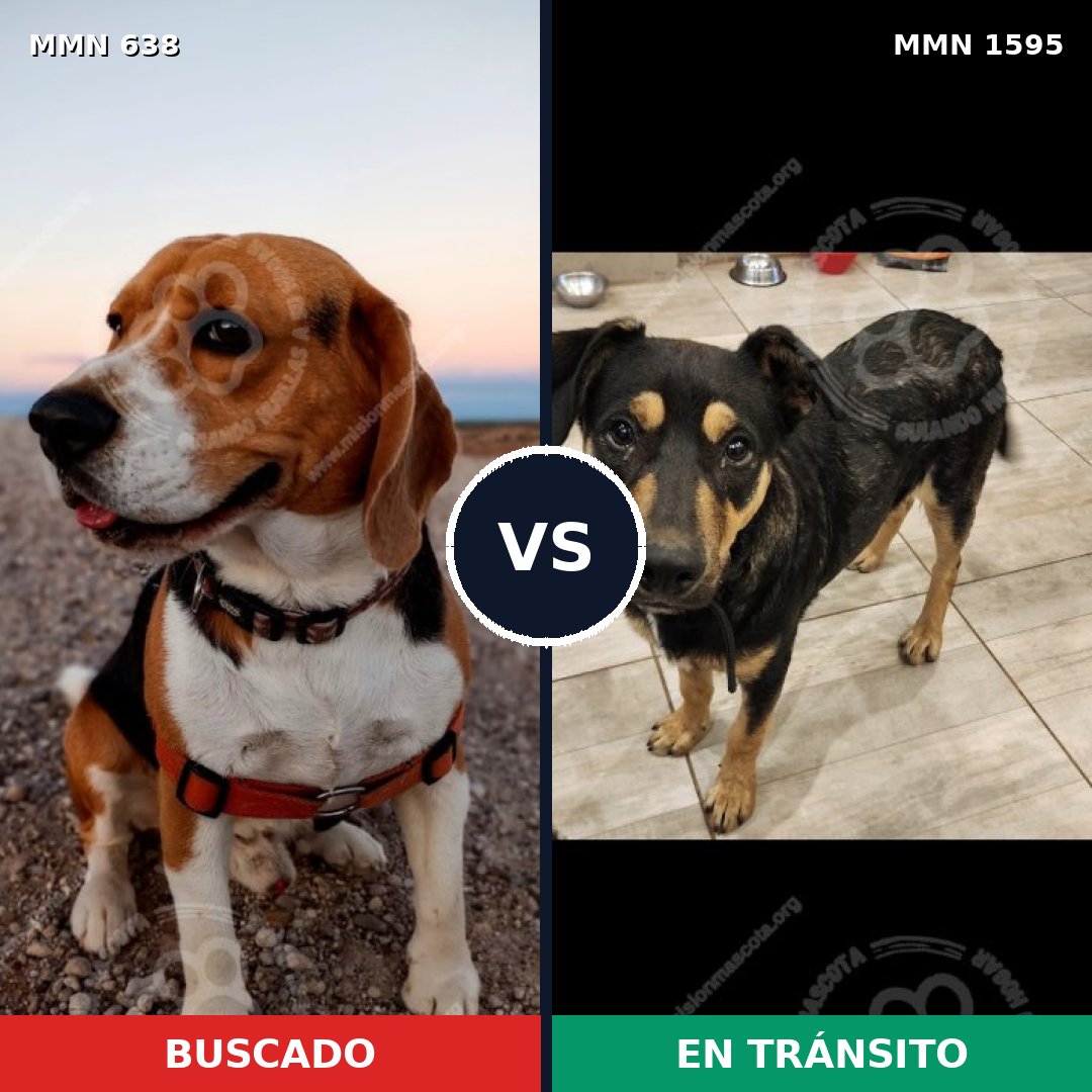 Comparativa MMS 32541: mascota perdida y mascota encontrada, 34% de similitud