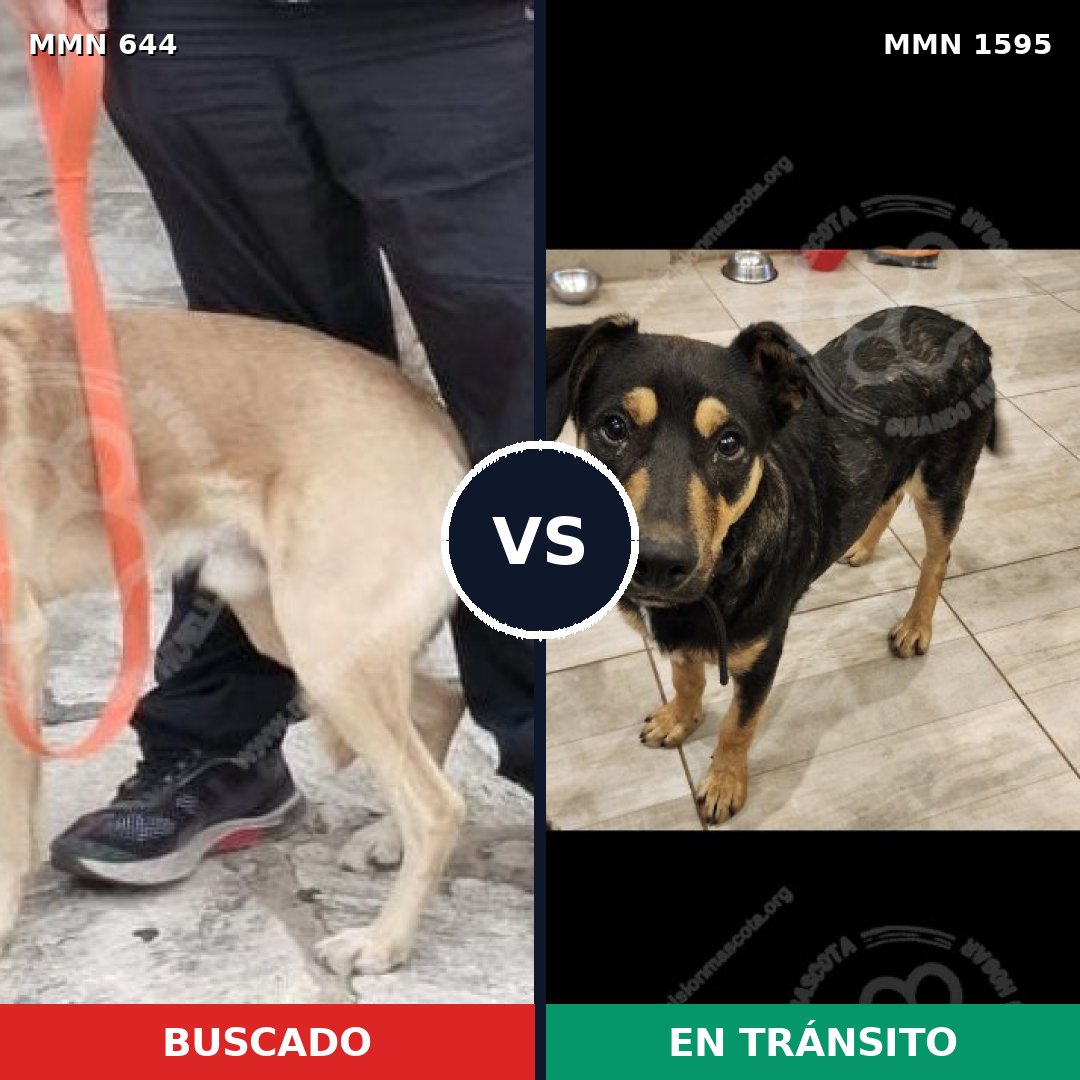 Comparativa MMS 32542: mascota perdida y mascota encontrada, 74% de similitud