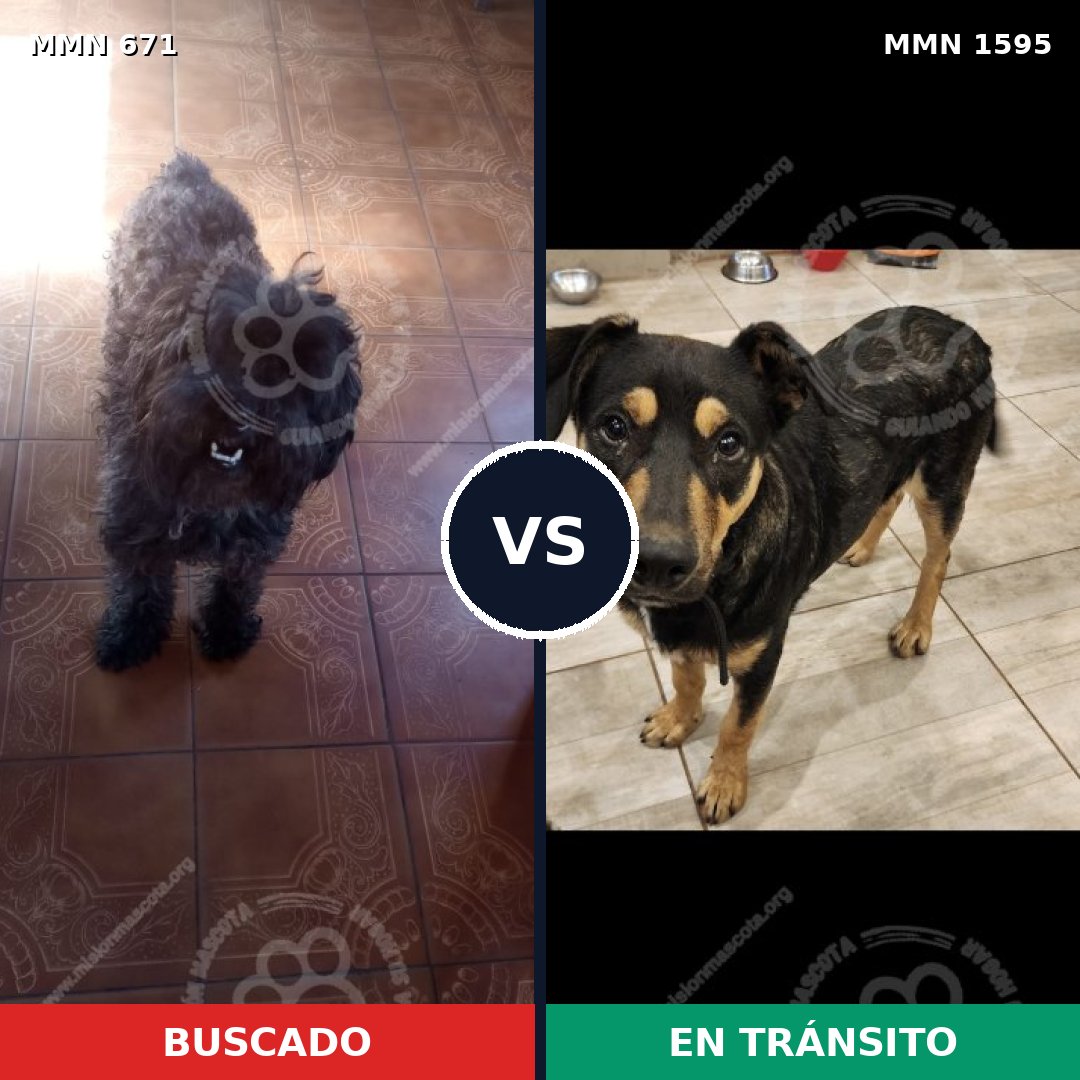 Comparativa MMS 32546: mascota perdida y mascota encontrada, 43% de similitud