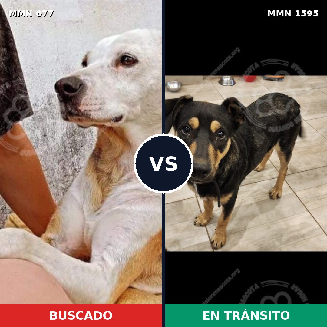 Comparativa MMS 32547: mascota perdida y mascota encontrada, 74% de similitud