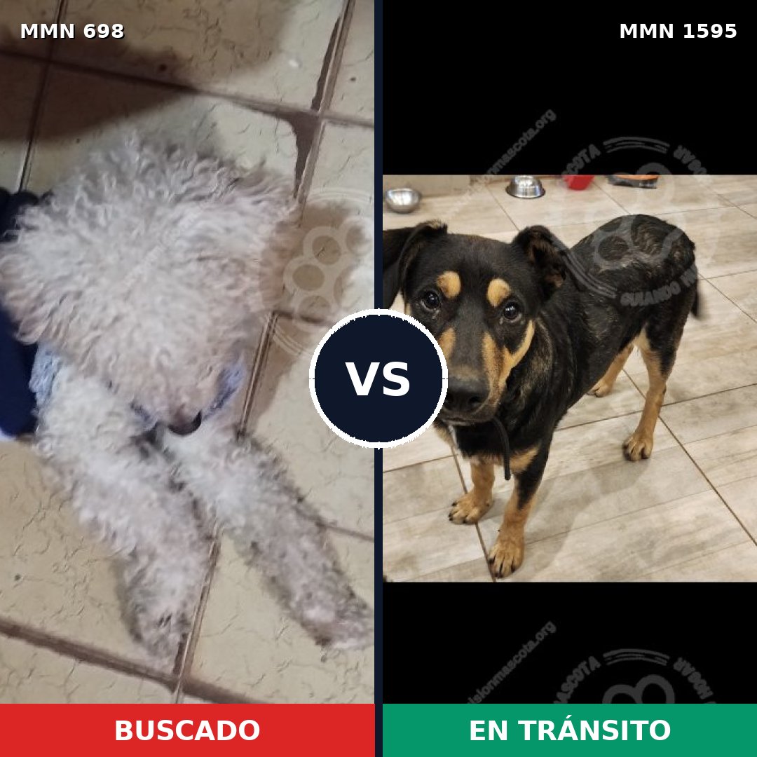 Comparativa MMS 32548: mascota perdida y mascota encontrada, 38% de similitud