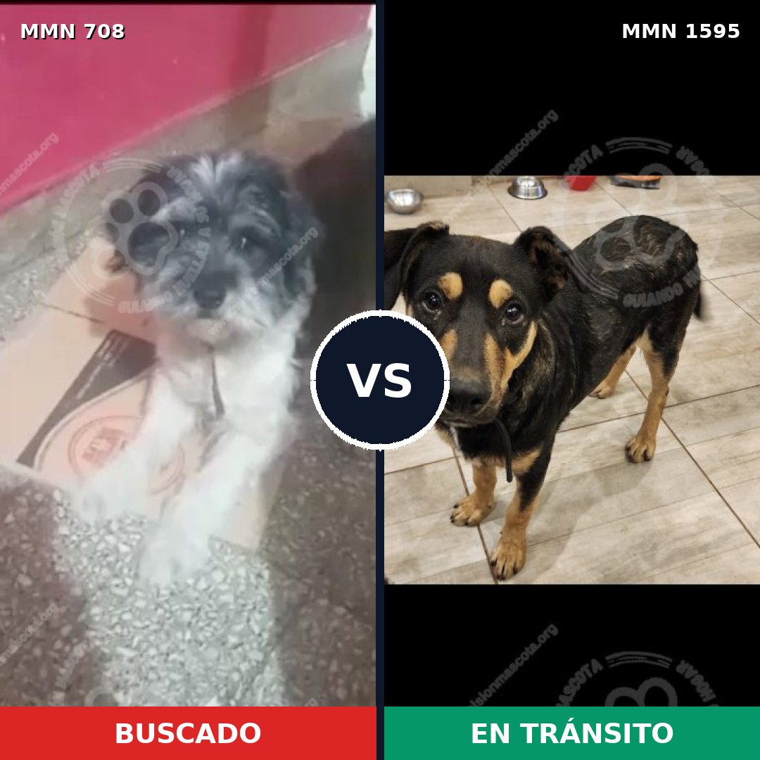 Comparativa MMS 32549: mascota perdida y mascota encontrada, 48% de similitud