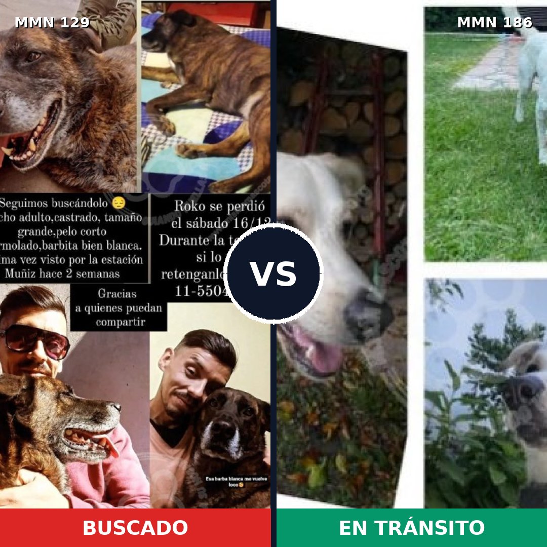 Comparativa MMS 3255: mascota perdida y mascota encontrada, 6% de similitud