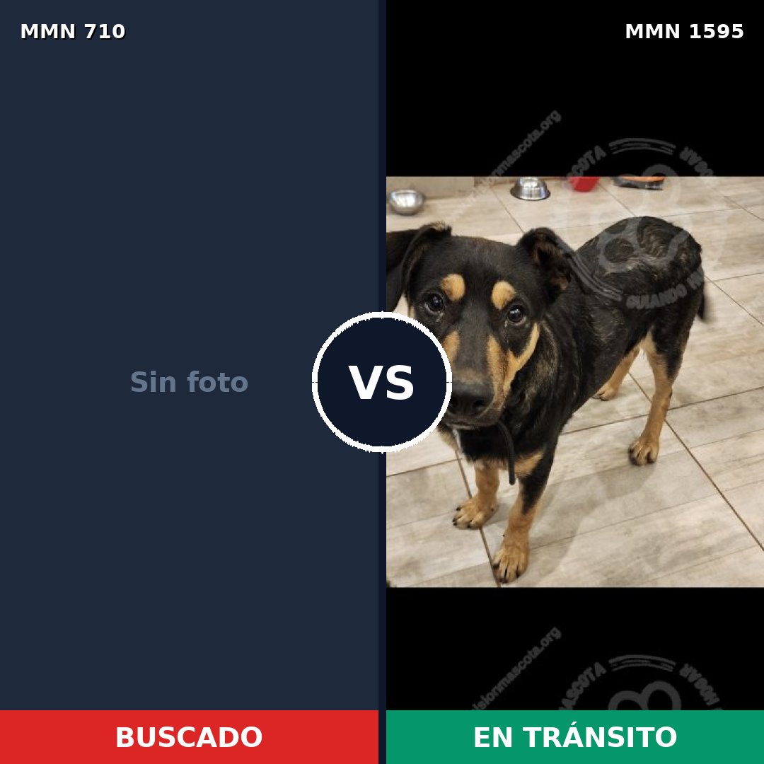 Comparativa MMS 32550: mascota perdida y mascota encontrada, 42% de similitud
