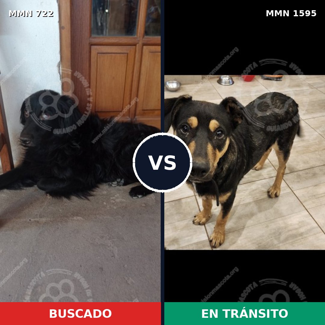 Comparativa MMS 32551: mascota perdida y mascota encontrada, 50% de similitud