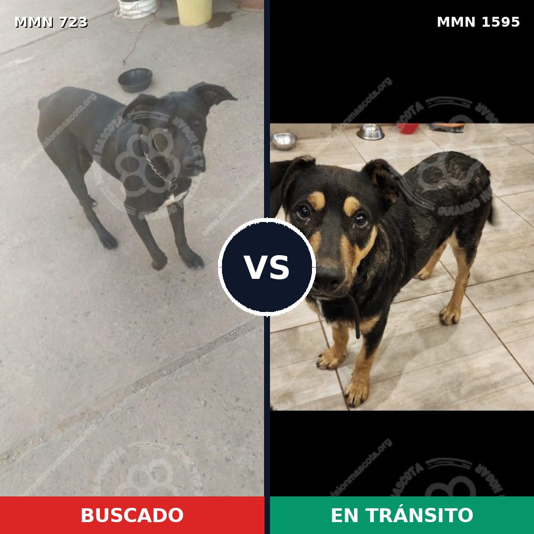 Comparativa MMS 32552: mascota perdida y mascota encontrada, 60% de similitud