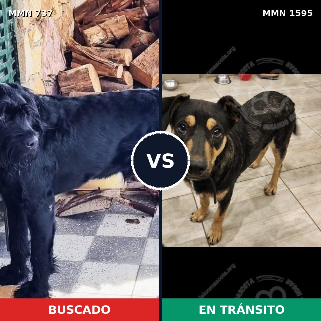 Comparativa MMS 32553: mascota perdida y mascota encontrada, 31% de similitud