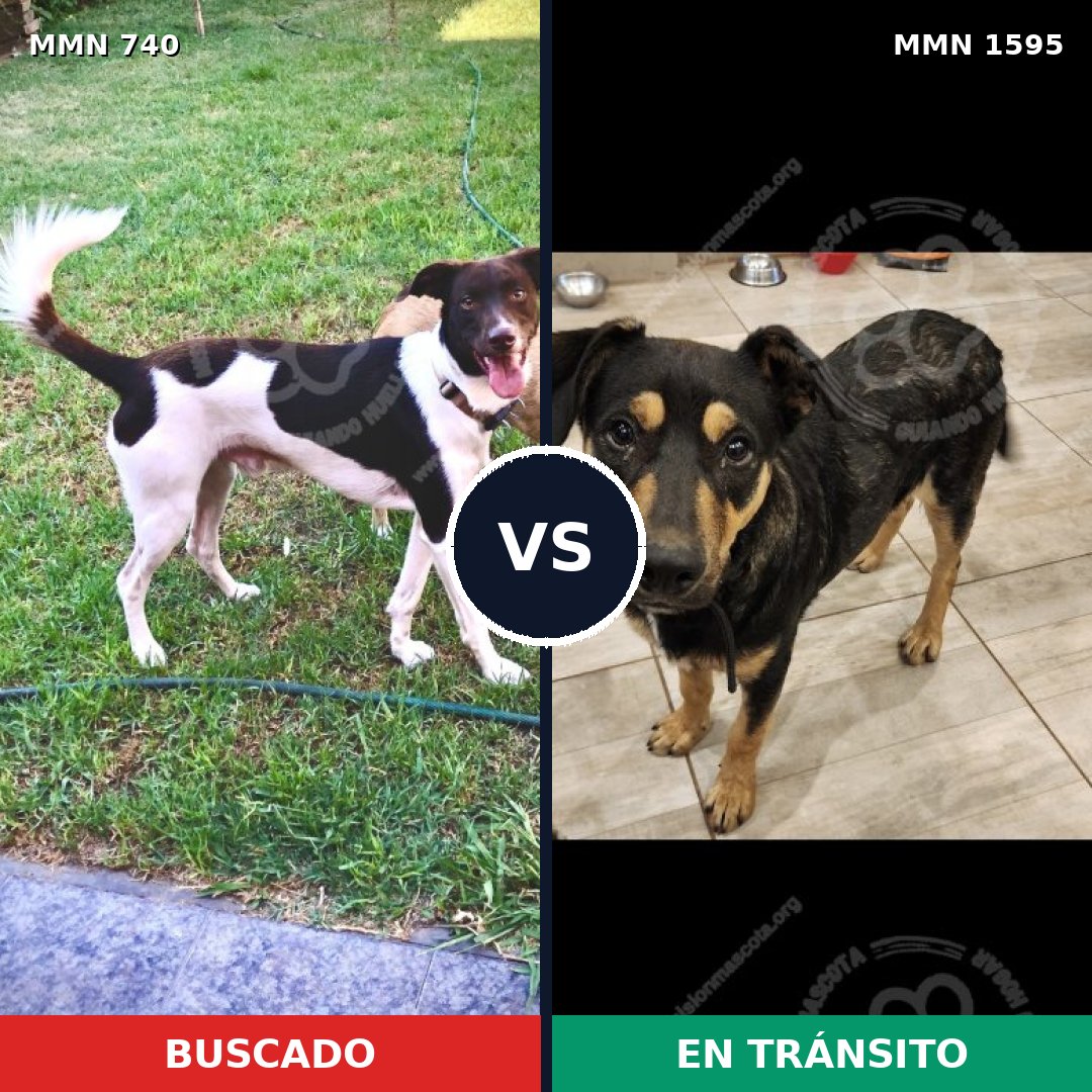 Comparativa MMS 32554: mascota perdida y mascota encontrada, 64% de similitud